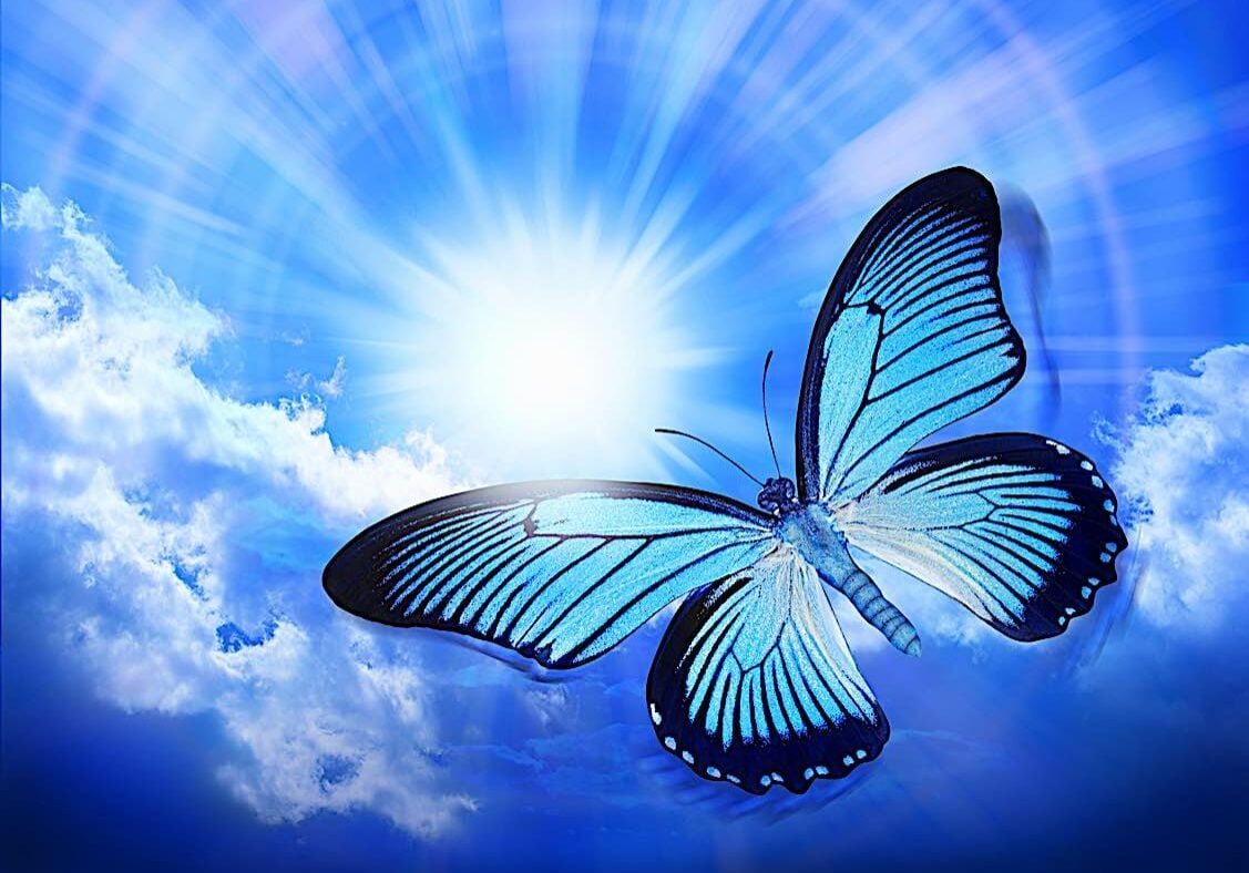 Buddha-Weekly-Butterfly reincarnation concept-Buddhism Buddha-Weekly-Butterfly reincarnation concept-Buddhism