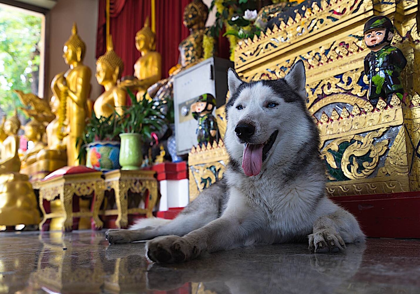 Buddha-Weekly-Dog in front of a Buddha Statue dreamstime_l_70050683-Buddhism Does the dog have Buddha Nature is one of the "stories" in The Gateless Gate. The answer "Mu!"
