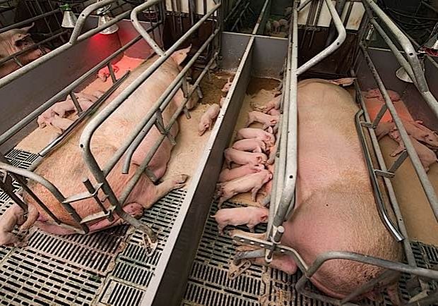 buddha-weekly-forced-breeding-and-caging-pig-farm-buddhism Restricted movement caging used for "efficiency".