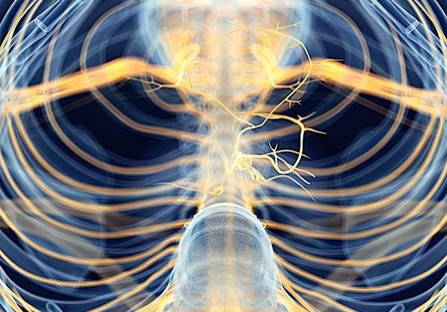 Buddha-Weekly-The Vagus Nerve Medically Accurate-Buddhism A medically accurate depiction of the Vagus Nerve, the largest nerve in the body that is believed to be the mechanism by which meditation can affect the body.
